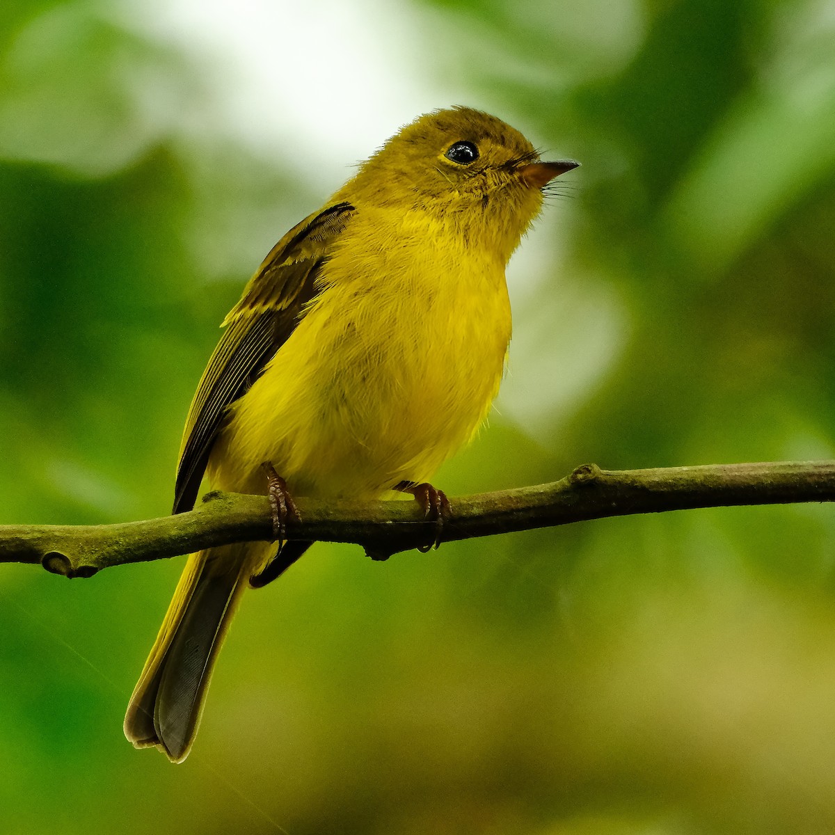 Papamoscas Citrino - ML647541530