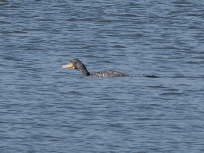 Great Cormorant - ML647541557