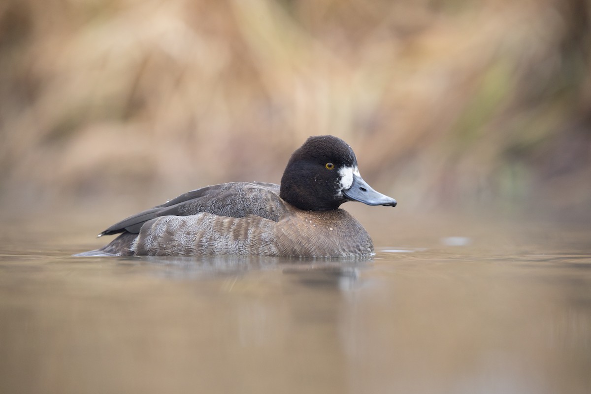 コスズガモ - ML647541558