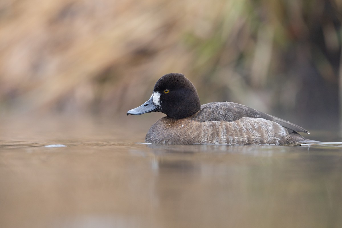 コスズガモ - ML647541559