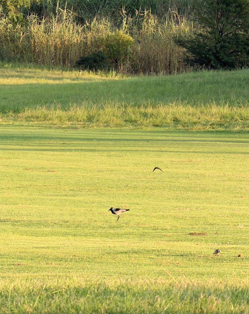 オウカンゲリ - ML647541561