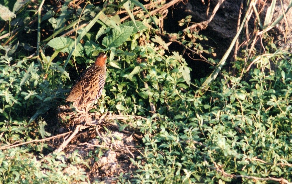 ナンヨウクイナ - ML647541562