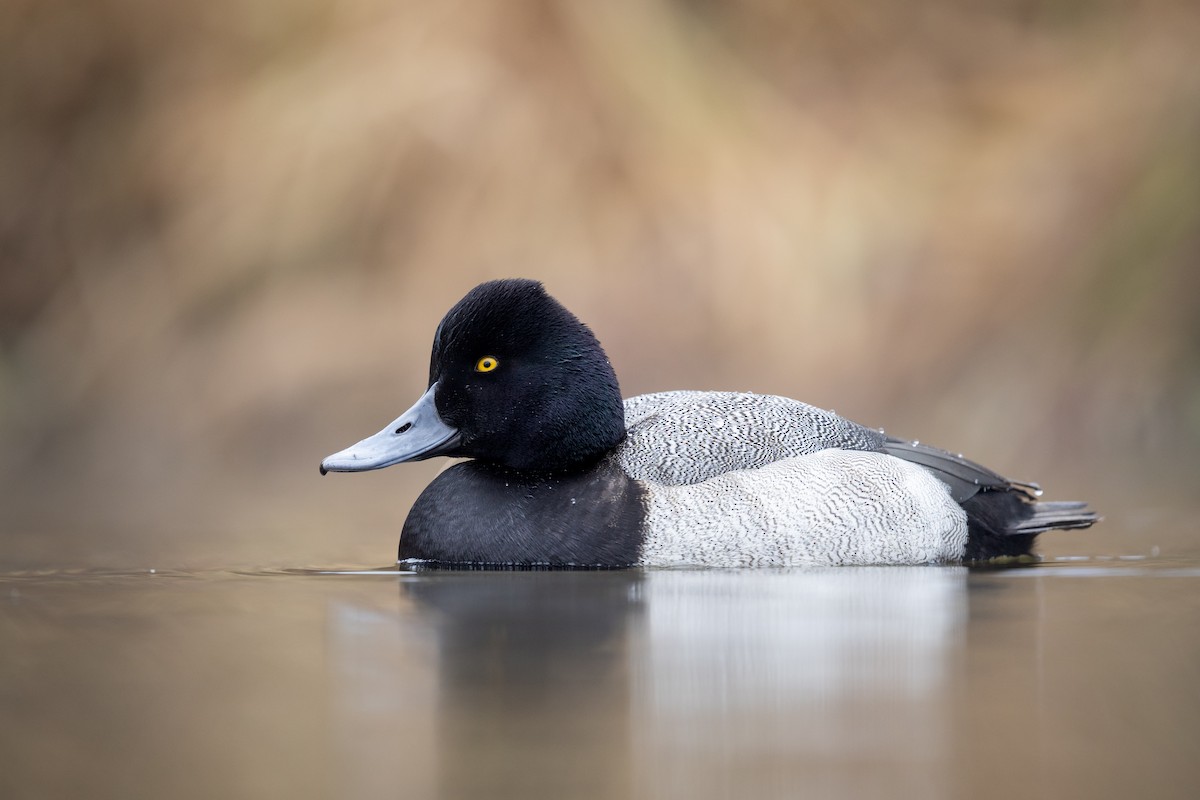 コスズガモ - ML647541563