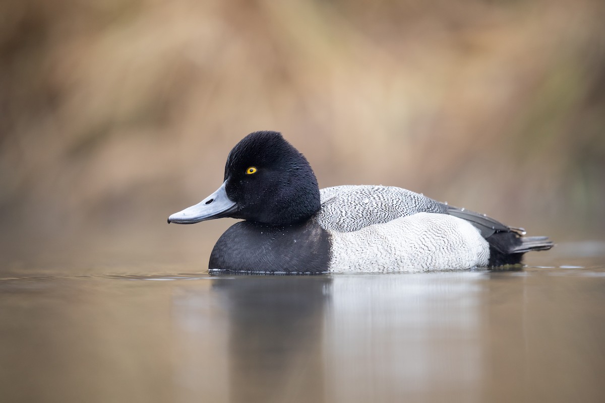 コスズガモ - ML647541565