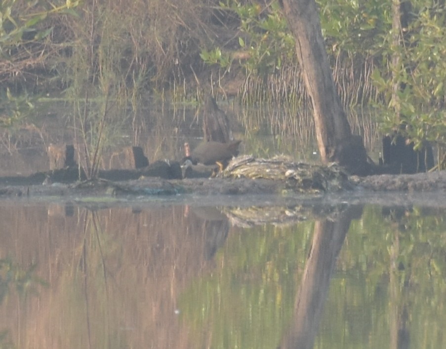 シロハラクイナ - ML647541566