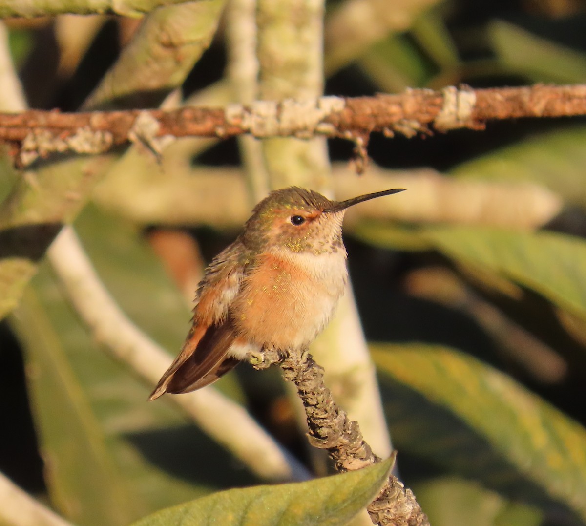 アレンハチドリ - ML647541567