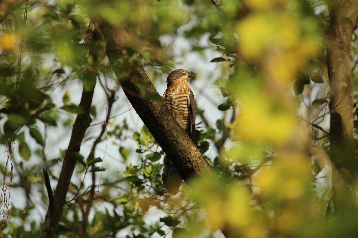 オオジュウイチ - ML647541568