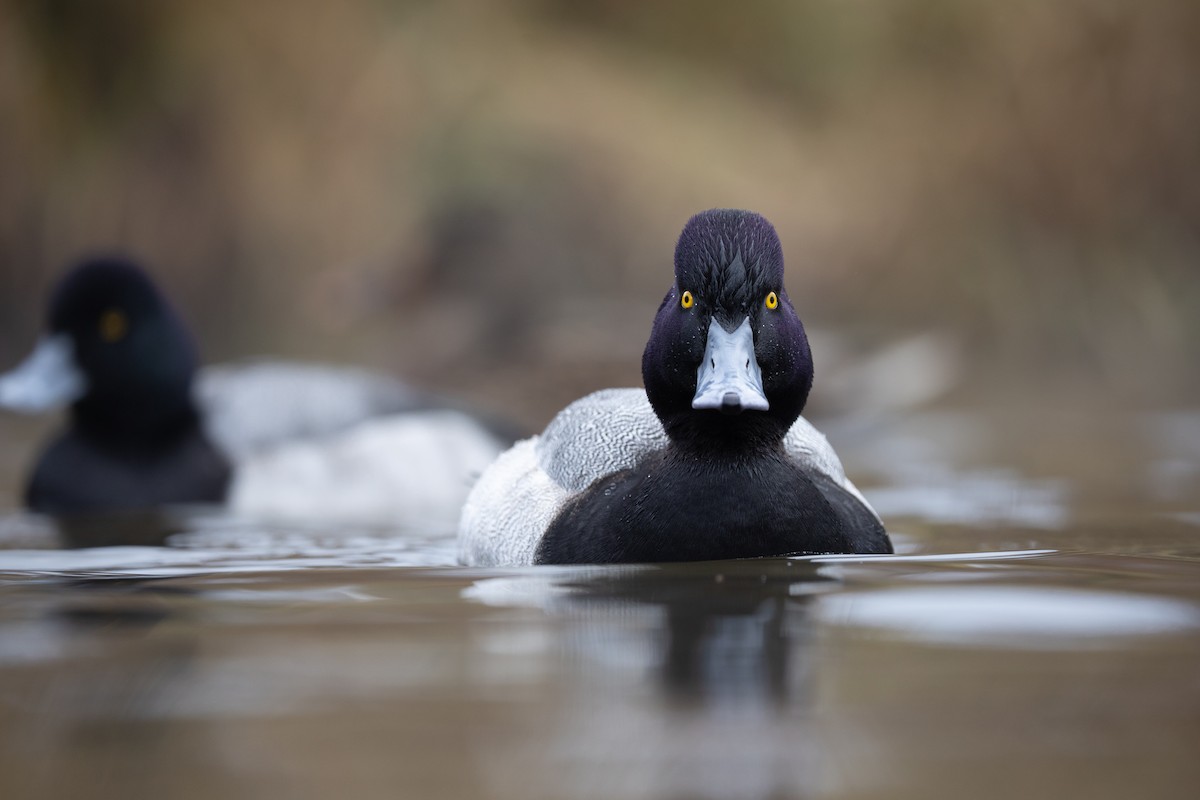 コスズガモ - ML647541569