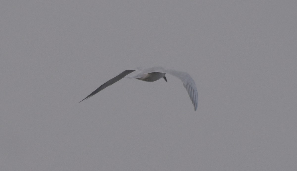 クロハラアジサシ - ML647541570