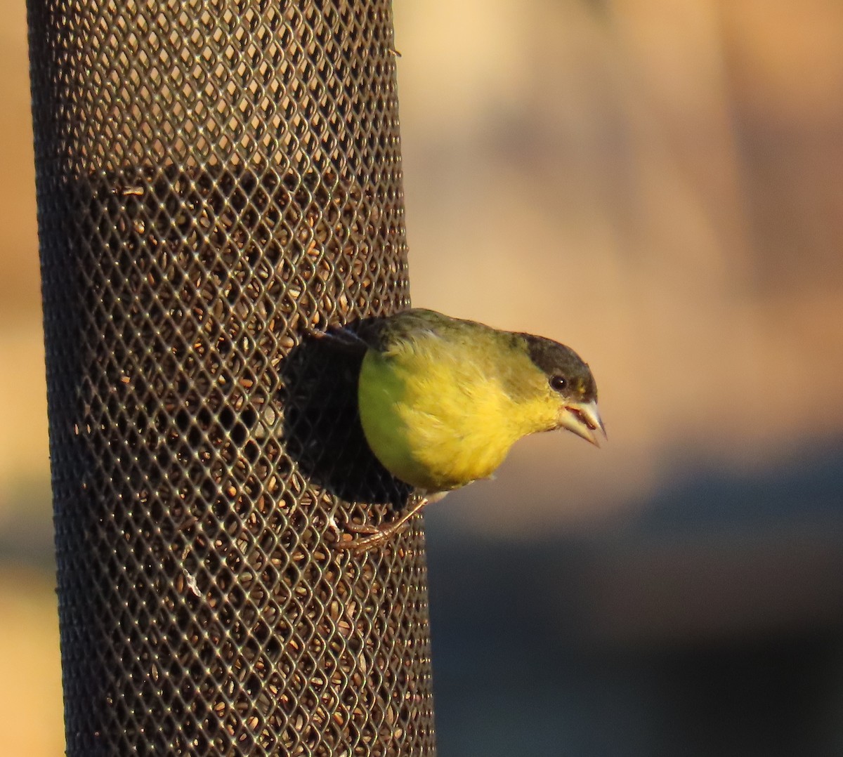 ヒメキンヒワ - ML647541572