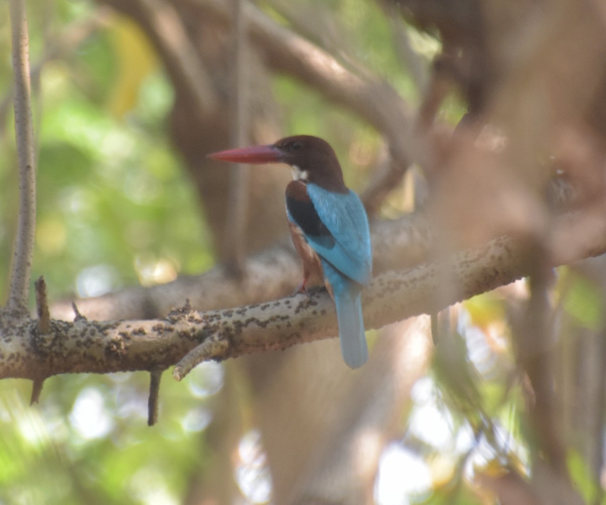 アオショウビン - ML647541573