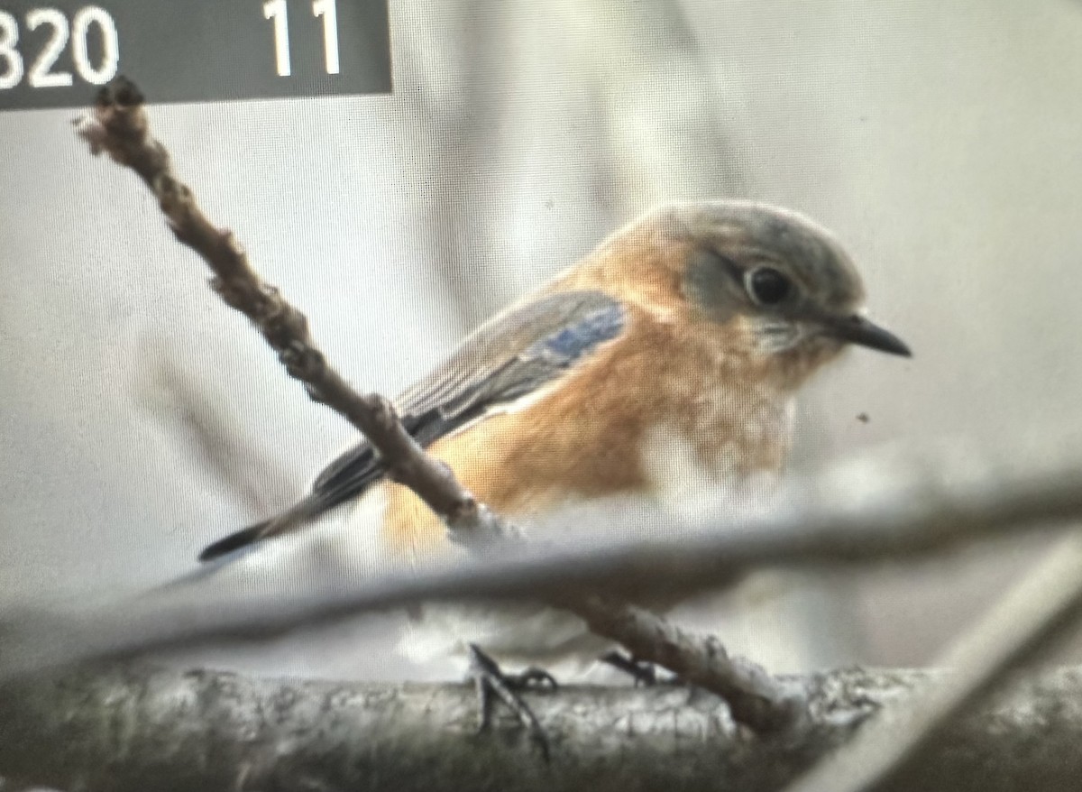 ルリツグミ - ML647541574