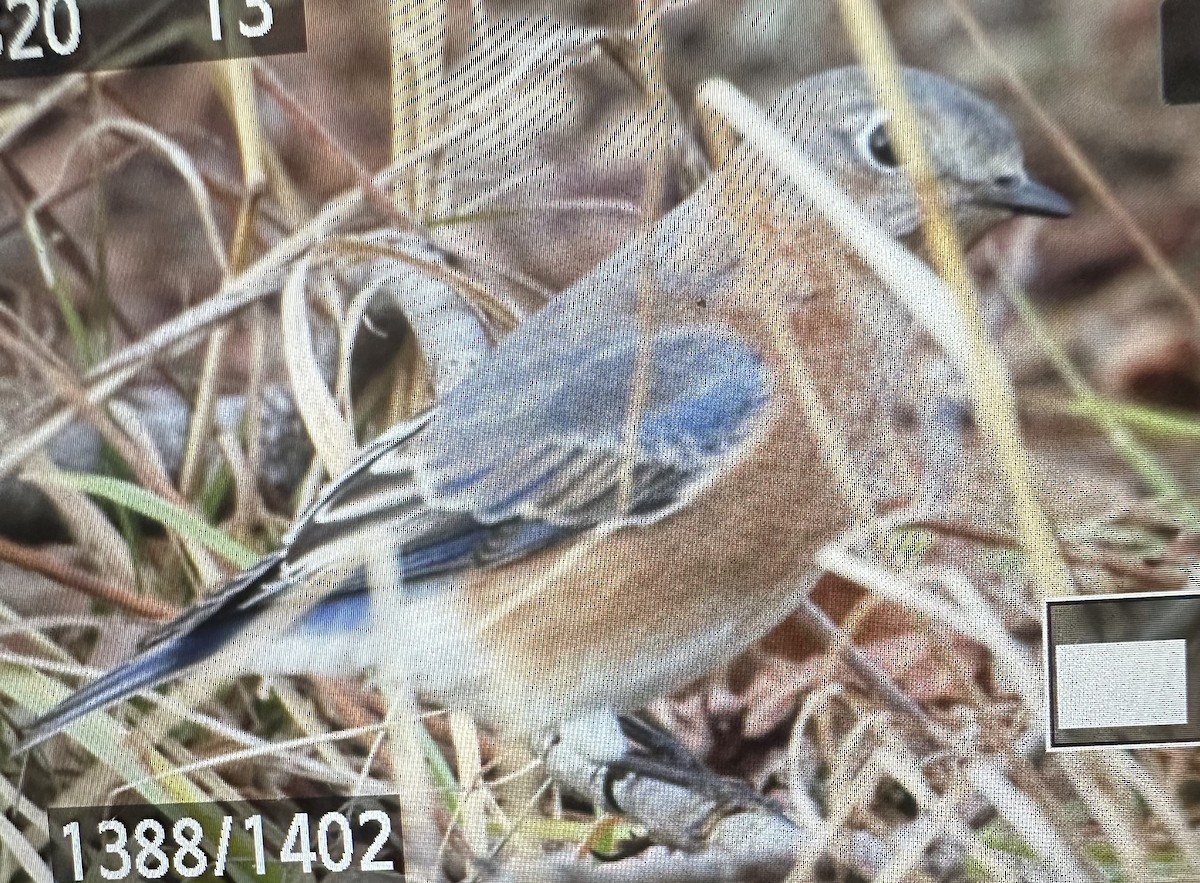 ルリツグミ - ML647541575