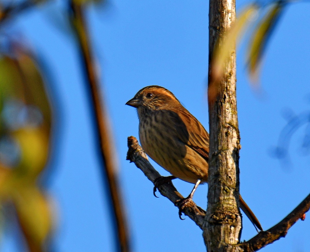 バラマユマシコ - ML647541576