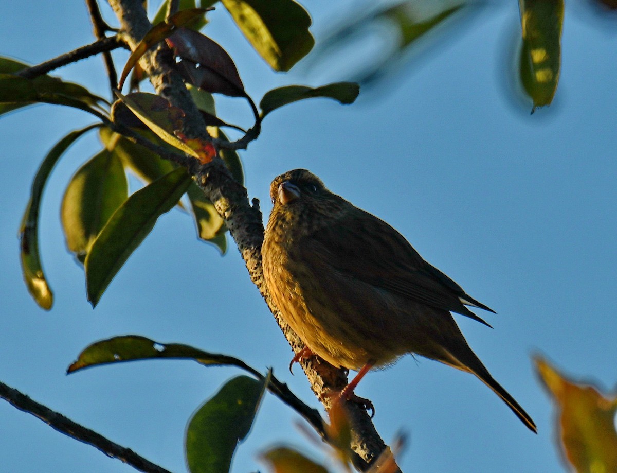 バラマユマシコ - ML647541577