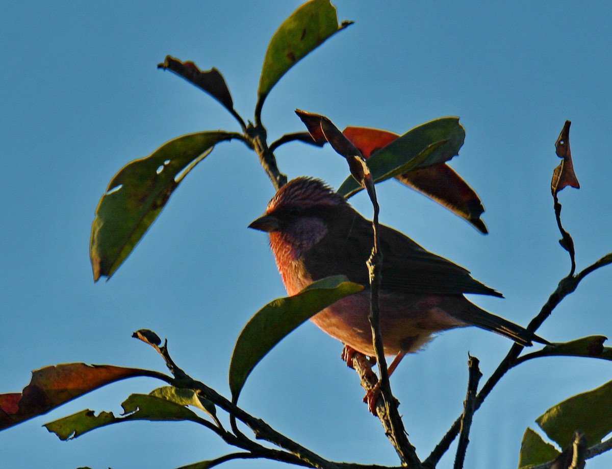 バラマユマシコ - ML647541578