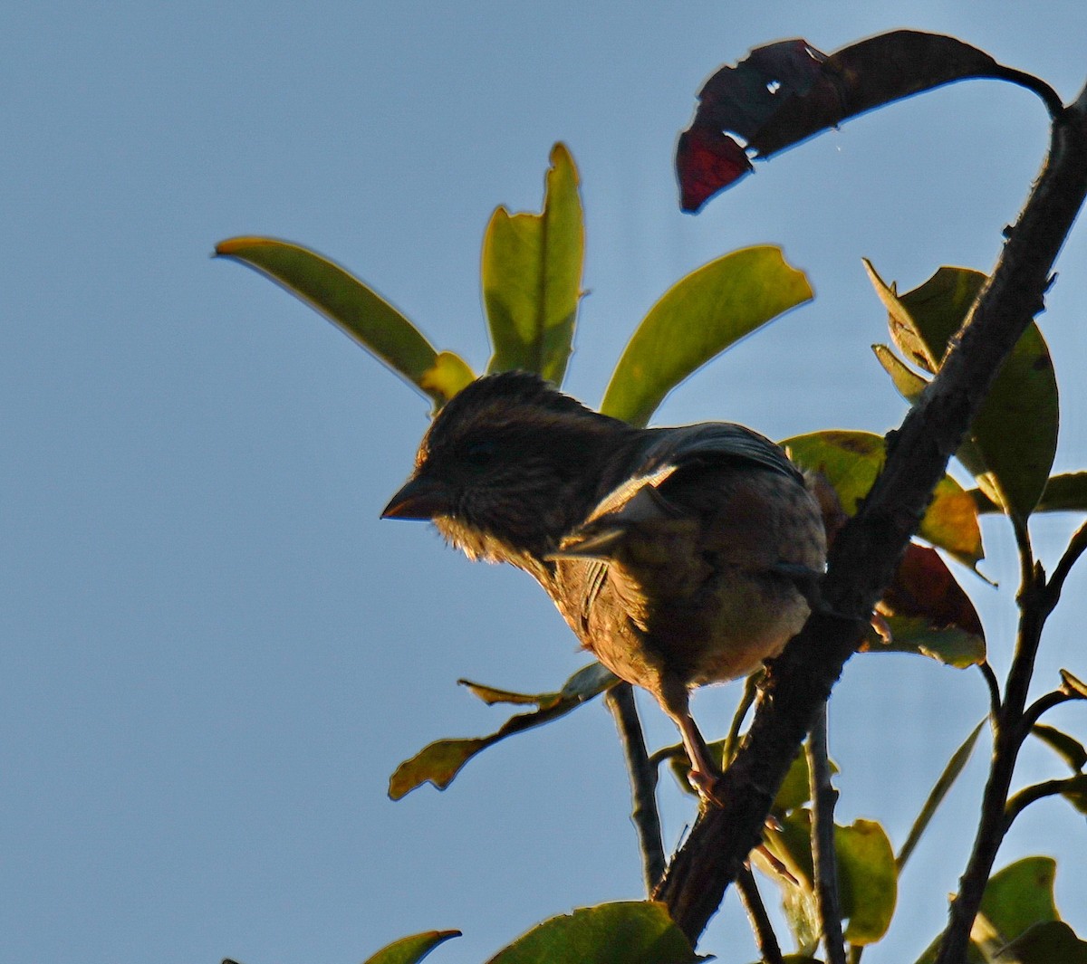 バラマユマシコ - ML647541579