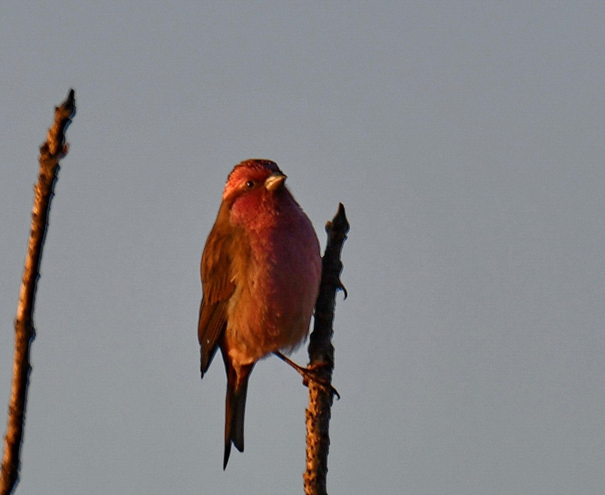 バラマユマシコ - ML647541580