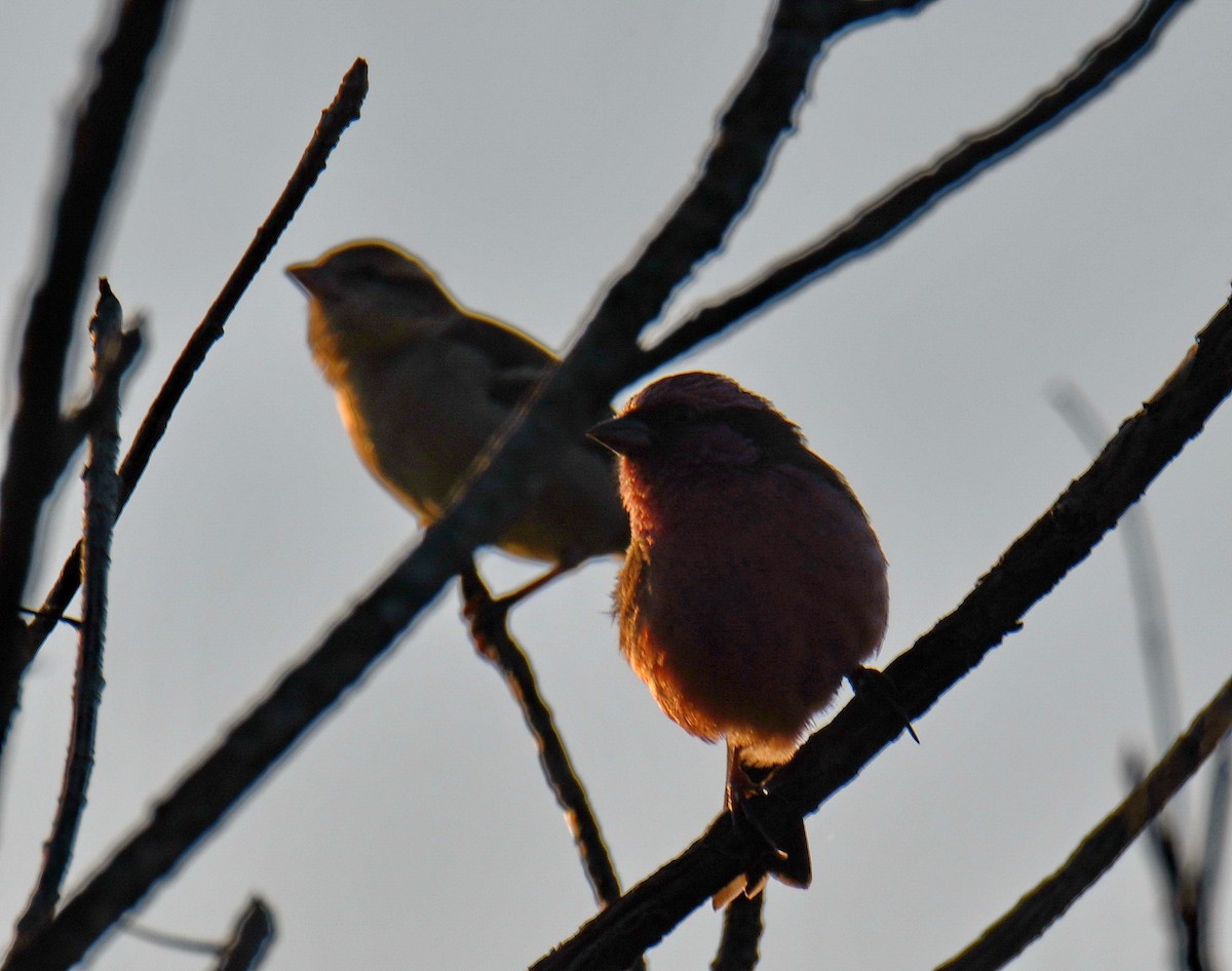 バラマユマシコ - ML647541581