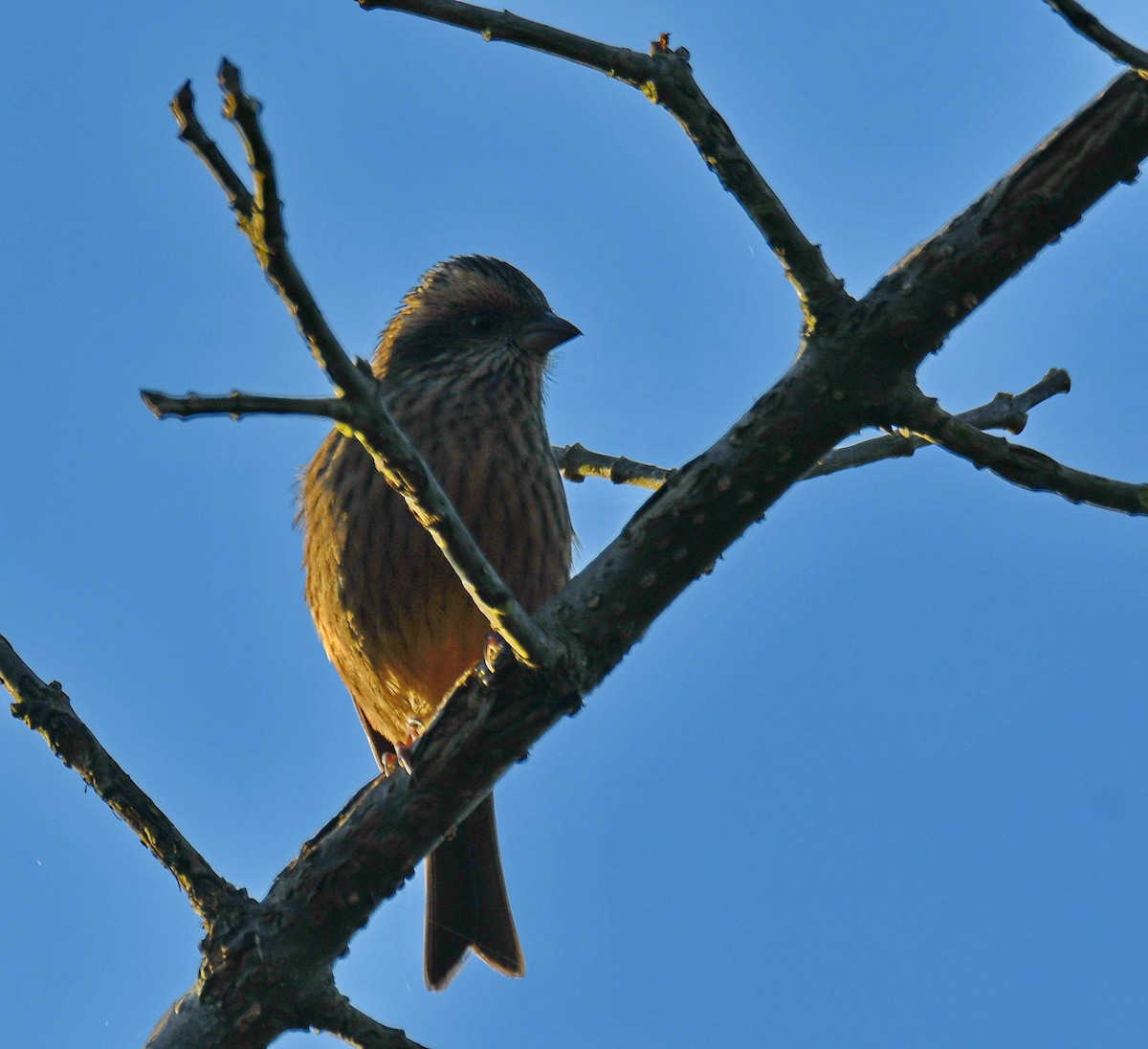 バラマユマシコ - ML647541582