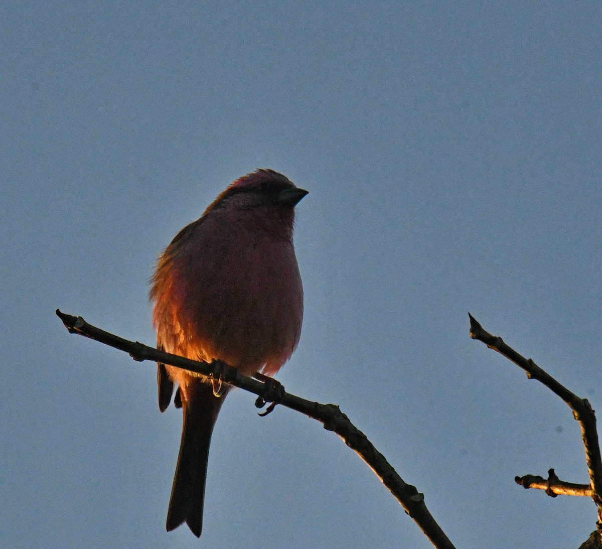 バラマユマシコ - ML647541583