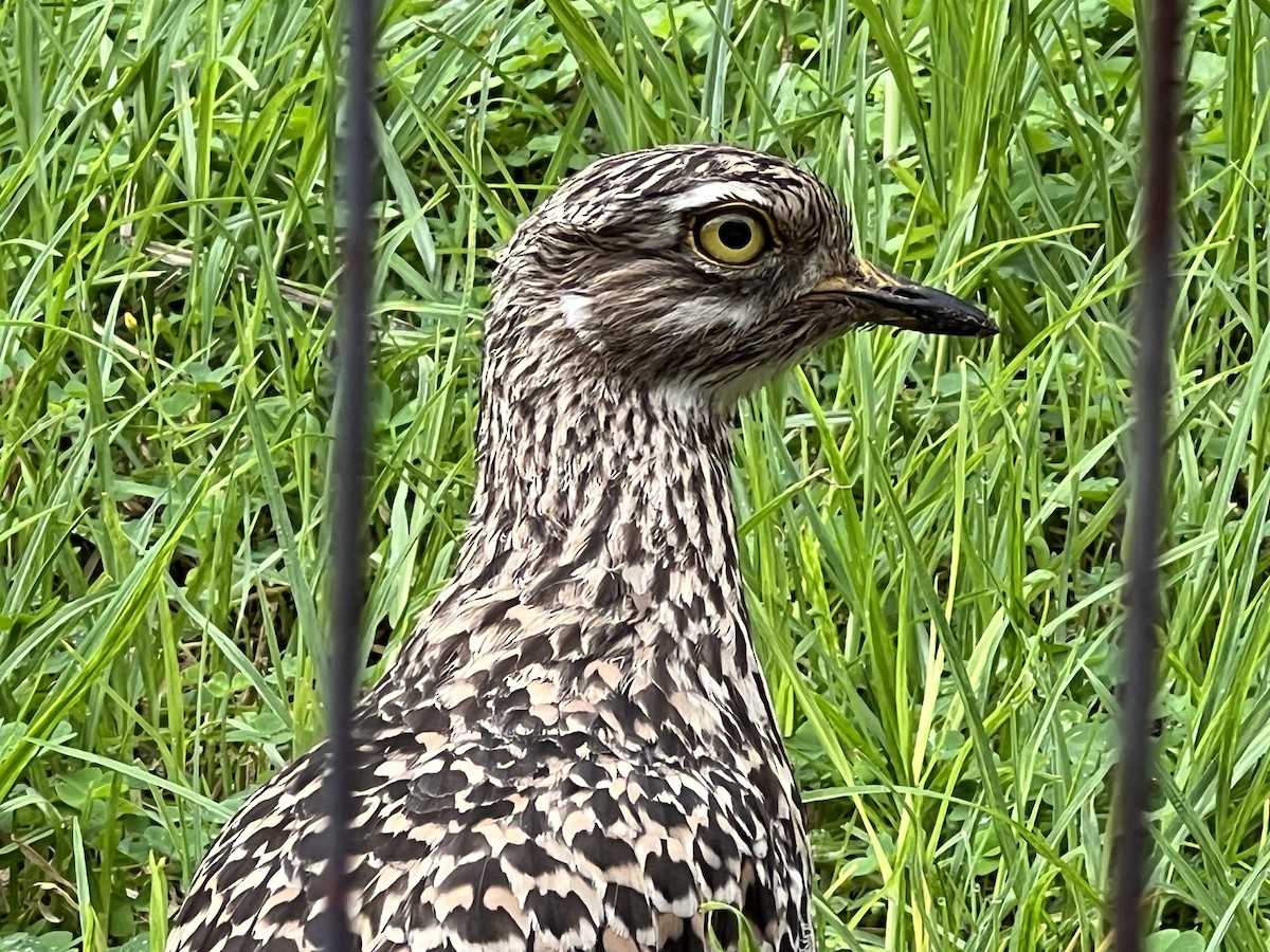 ケープイシチドリ - ML647541586