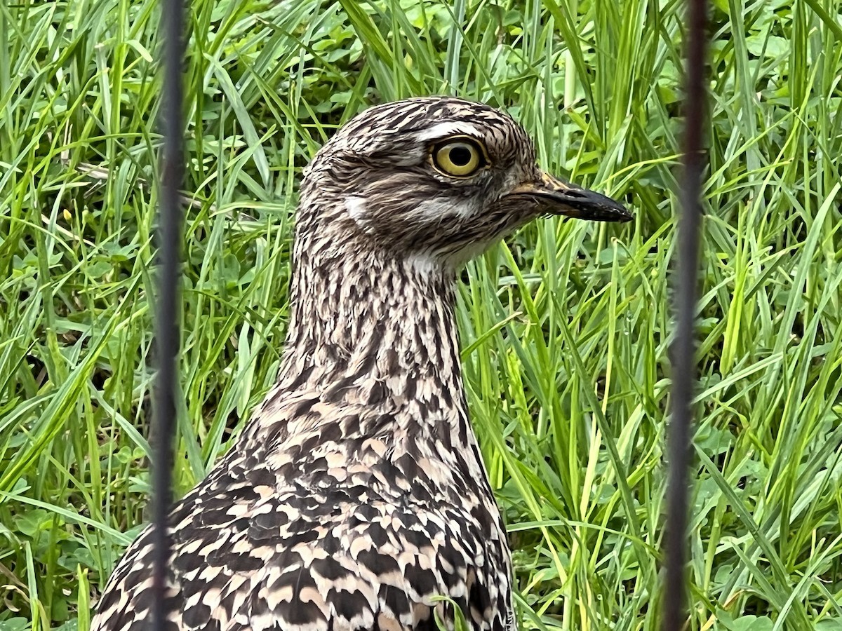 ケープイシチドリ - ML647541587