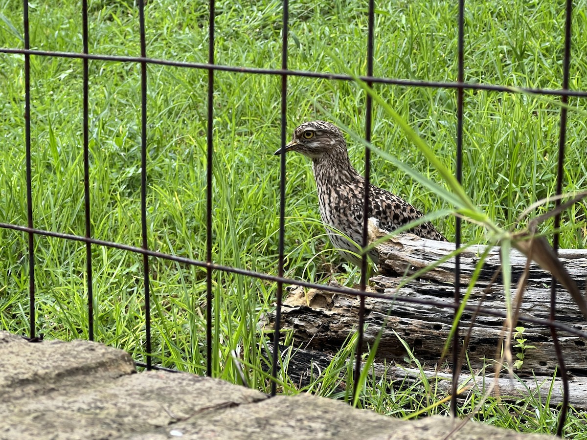 ケープイシチドリ - ML647541588