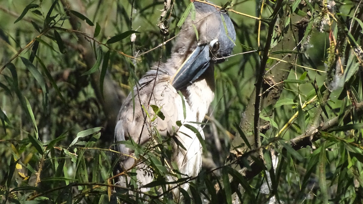 ヒロハシサギ - ML647541590