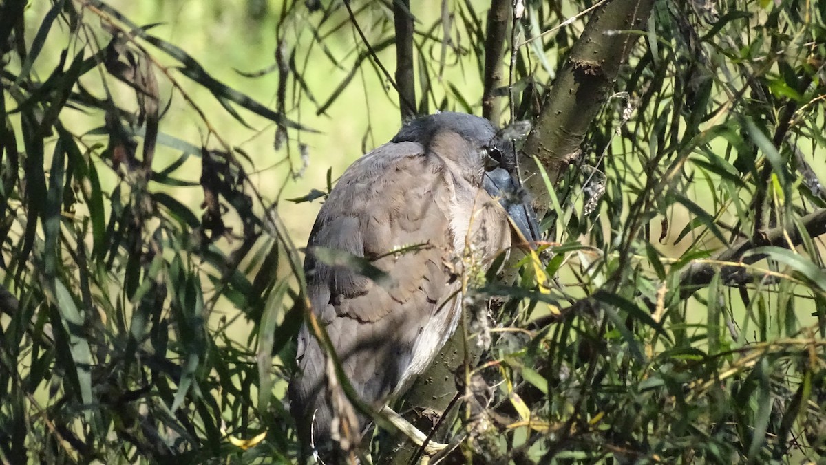 ヒロハシサギ - ML647541591