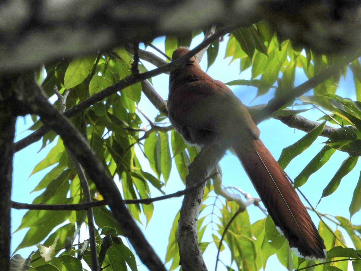 Common Squirrel-Cuckoo - ML647541592