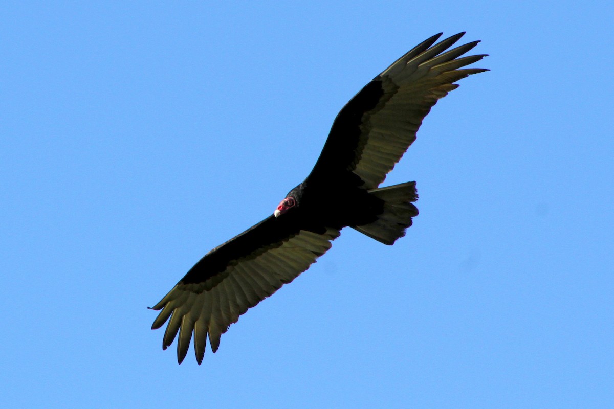 Turkey Vulture - ML647541633