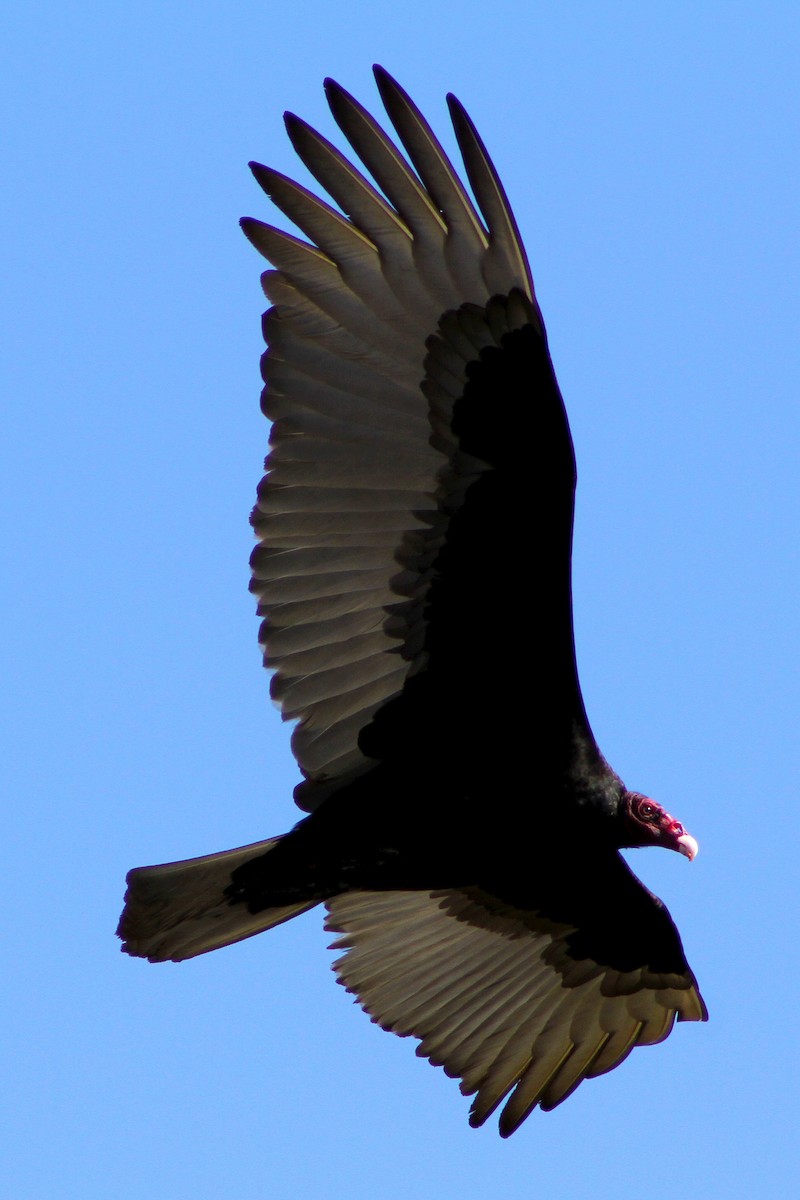 Turkey Vulture - ML647541634