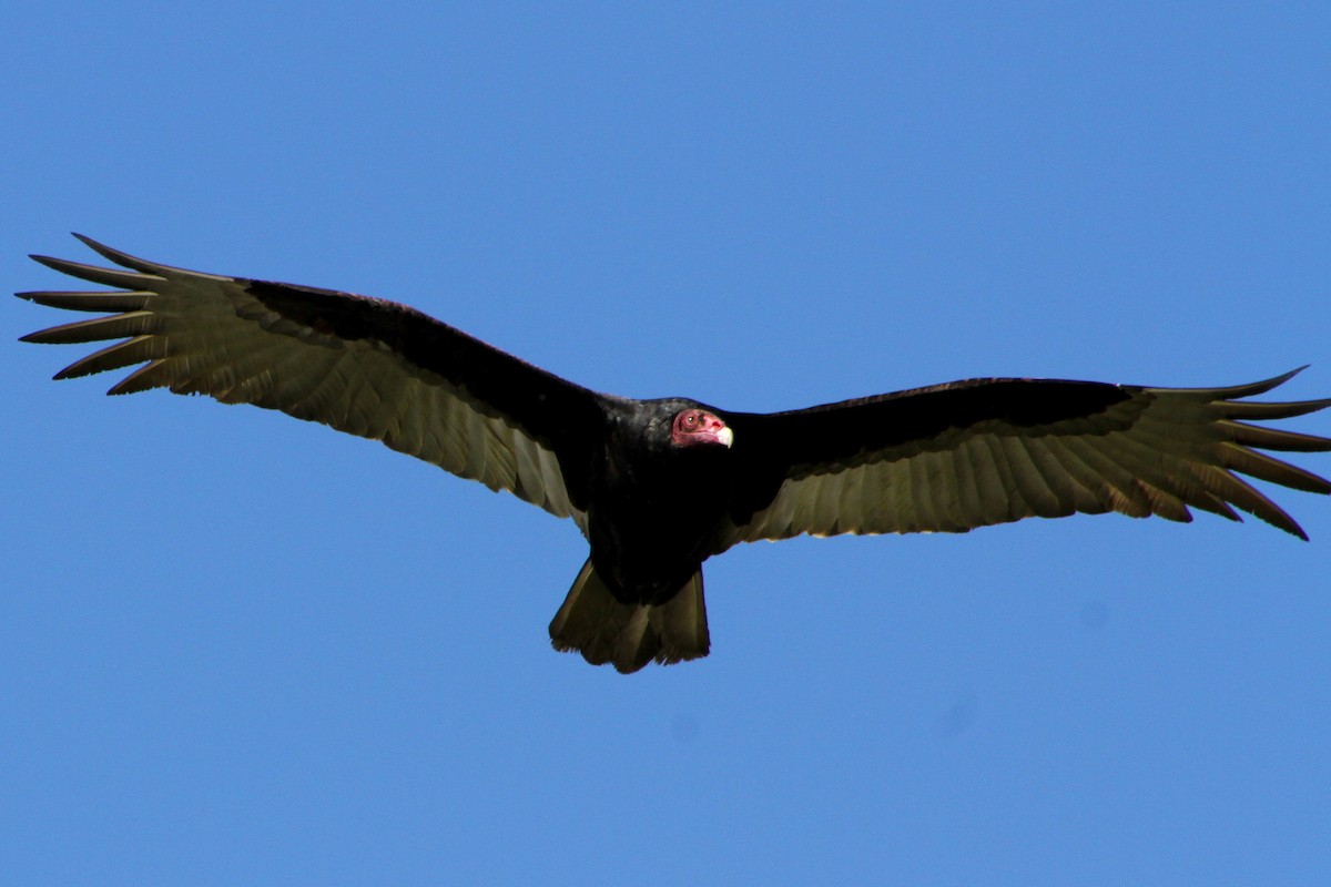 Turkey Vulture - ML647541635