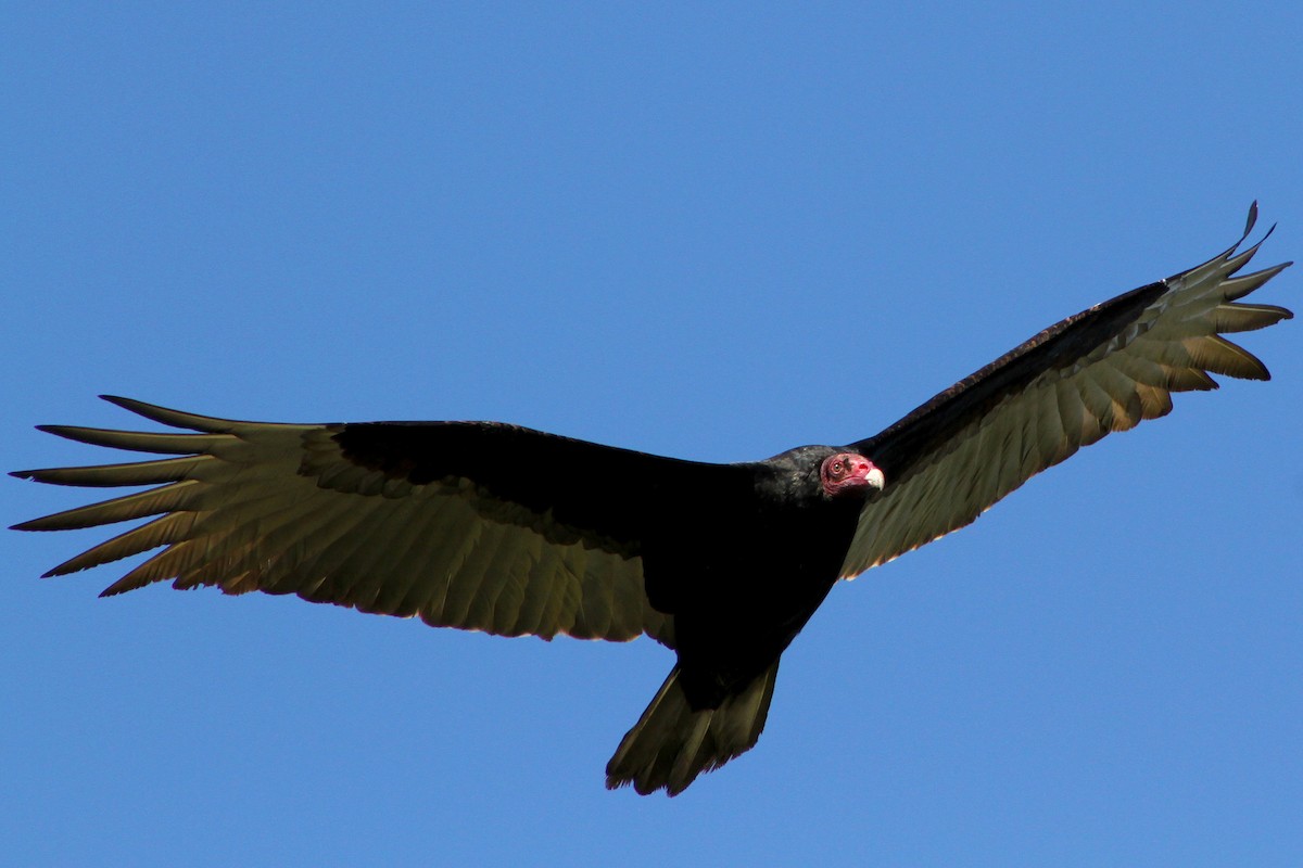 Turkey Vulture - ML647541636