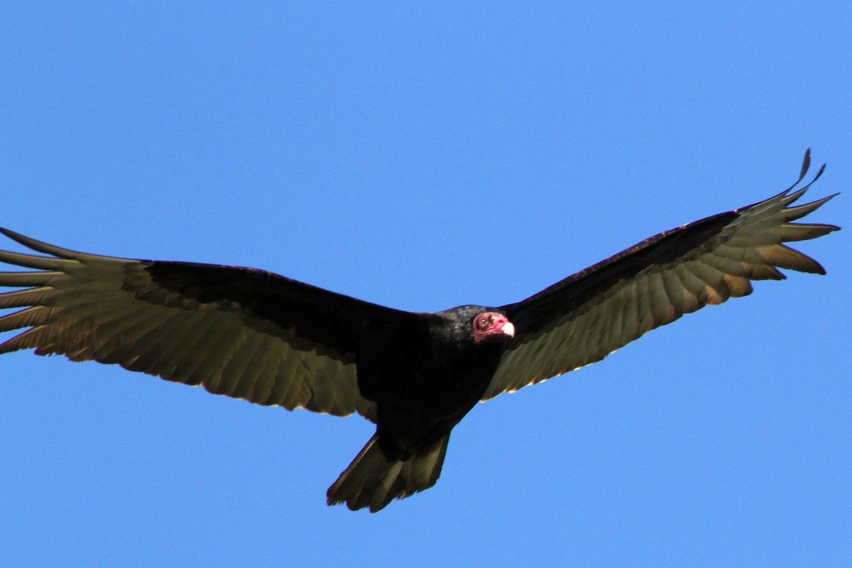 Turkey Vulture - ML647541638