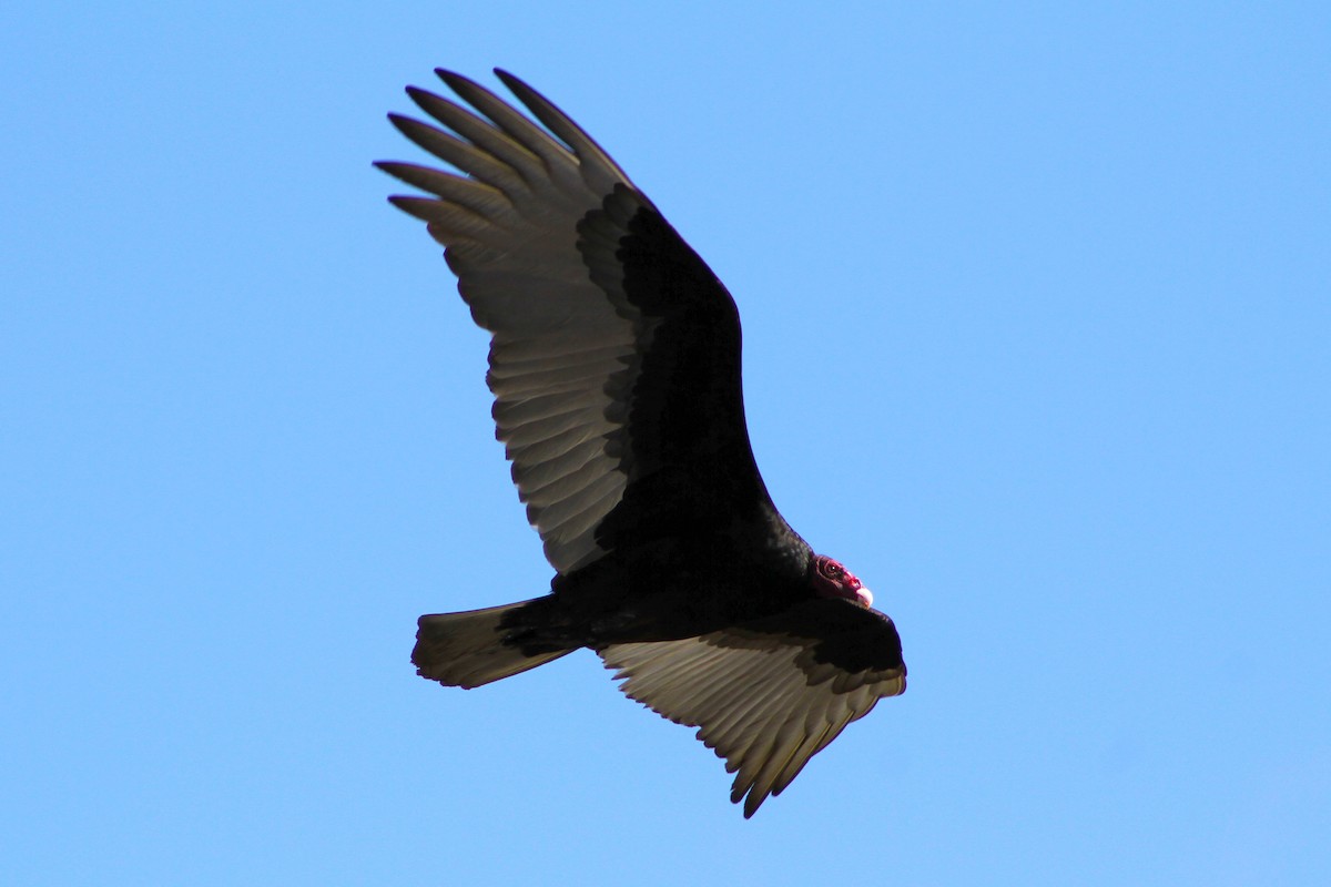 Turkey Vulture - ML647541639
