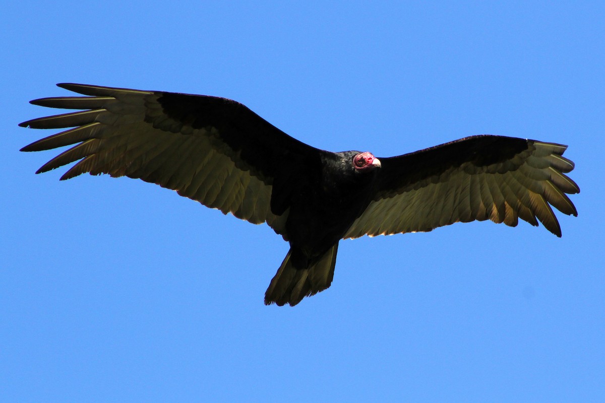 Turkey Vulture - ML647541640