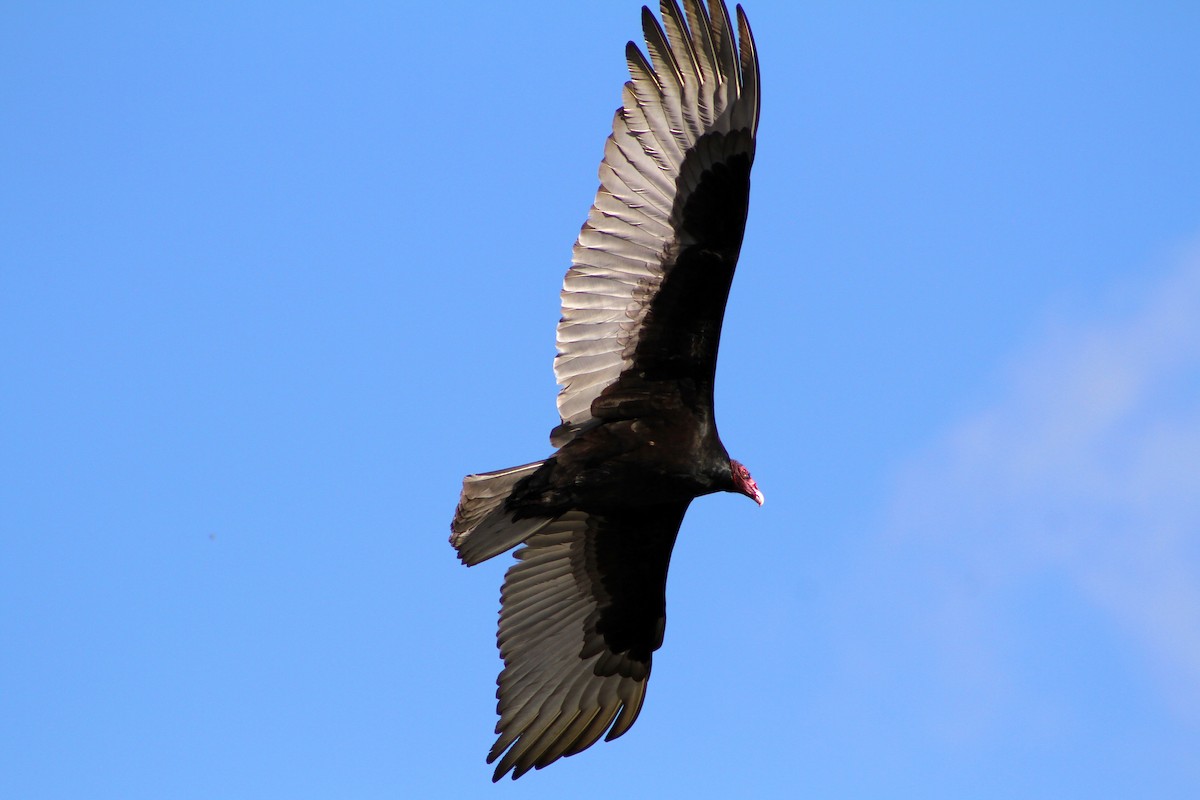 Turkey Vulture - ML647541641