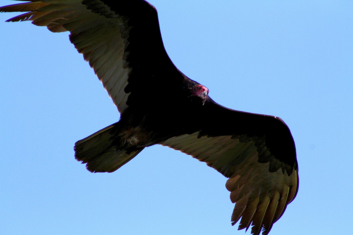 Turkey Vulture - ML647541642
