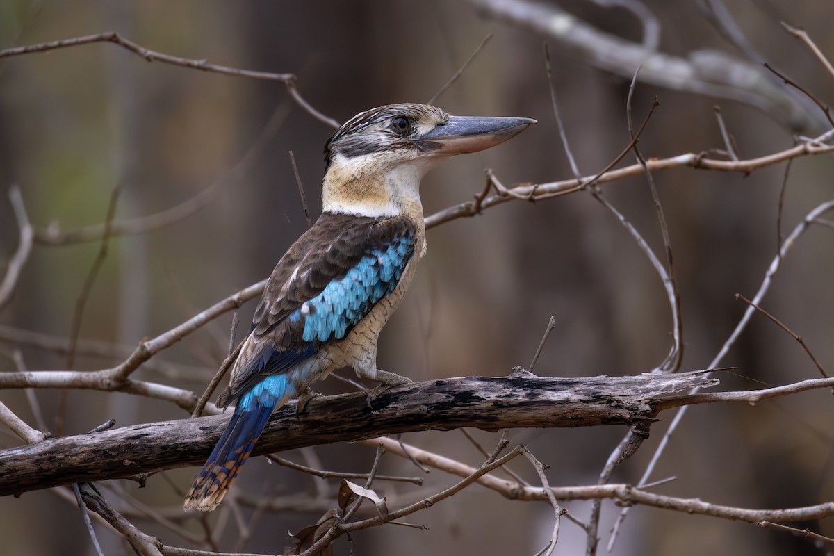Blue-winged Kookaburra - ML647541654