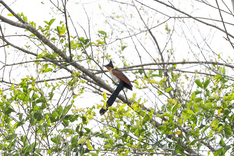 Chestnut-winged Cuckoo - ML647541698
