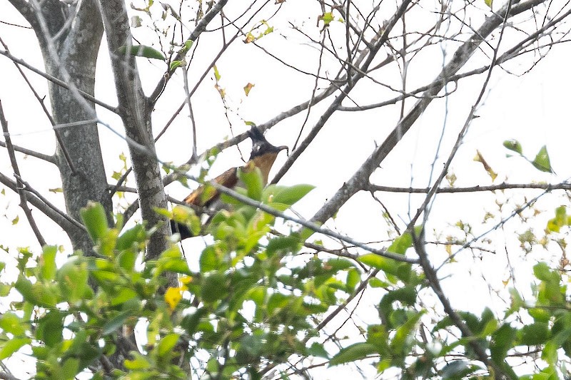 Chestnut-winged Cuckoo - ML647541699