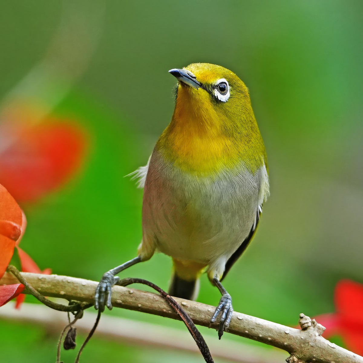Warbling White-eye - ML647541701