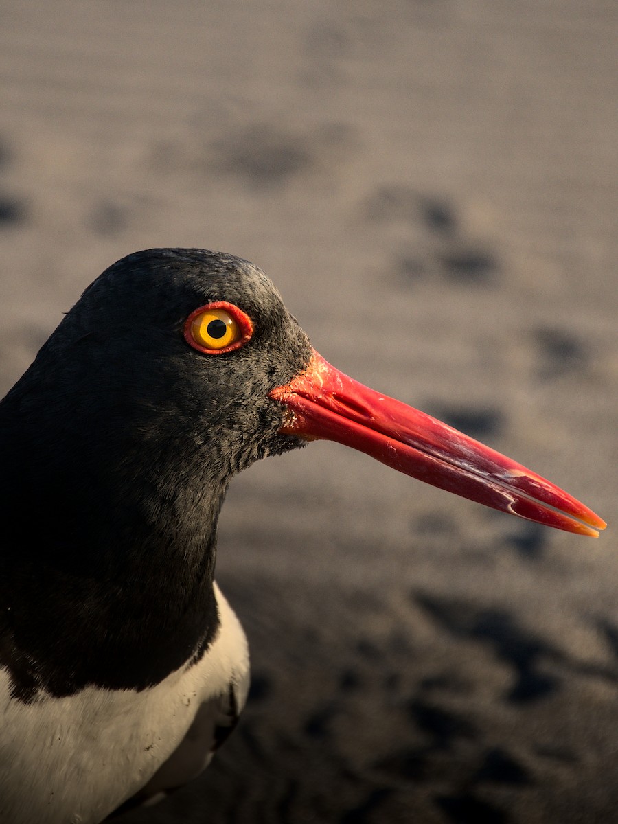 アメリカミヤコドリ - ML647541719