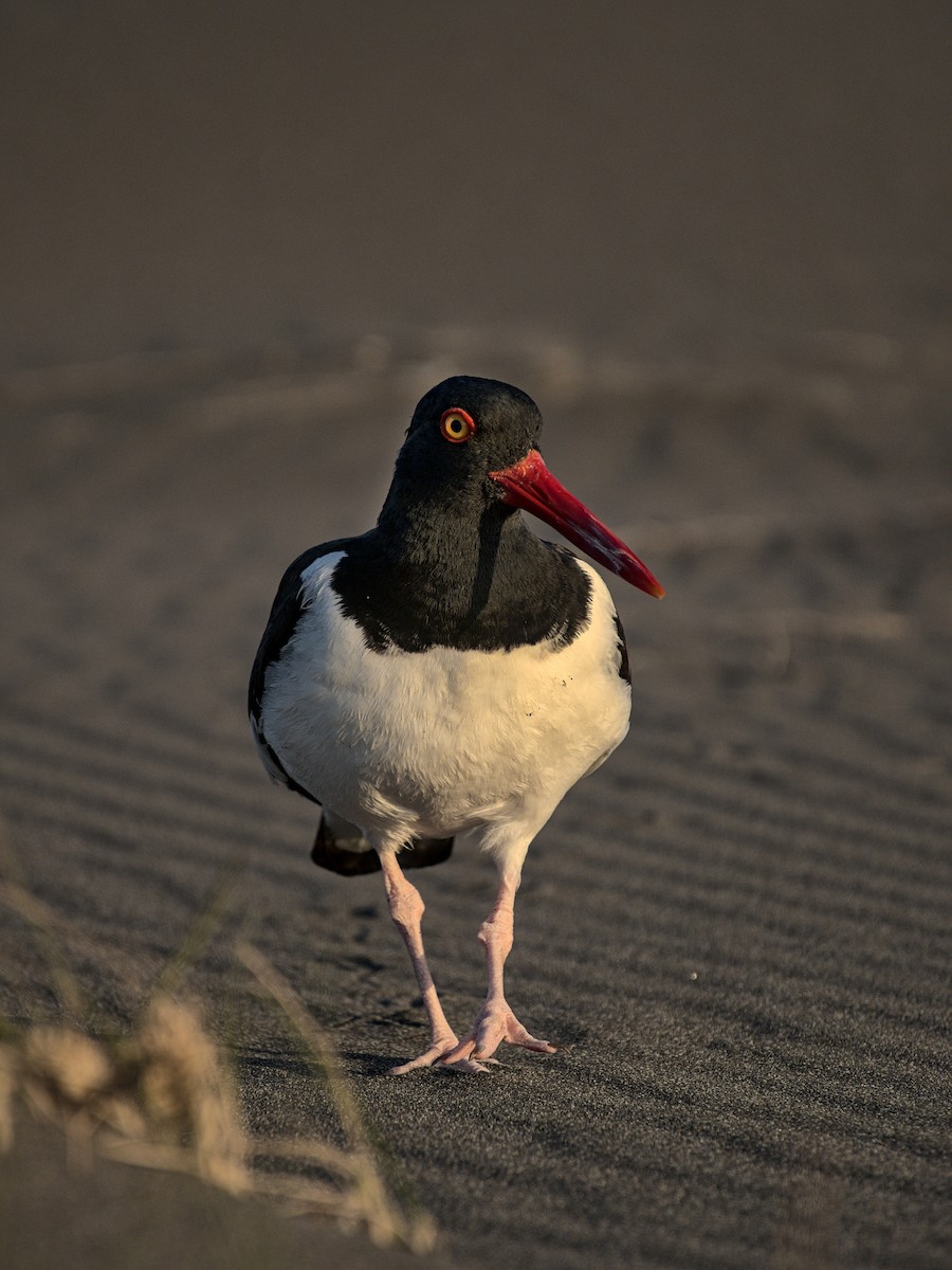 アメリカミヤコドリ - ML647541721