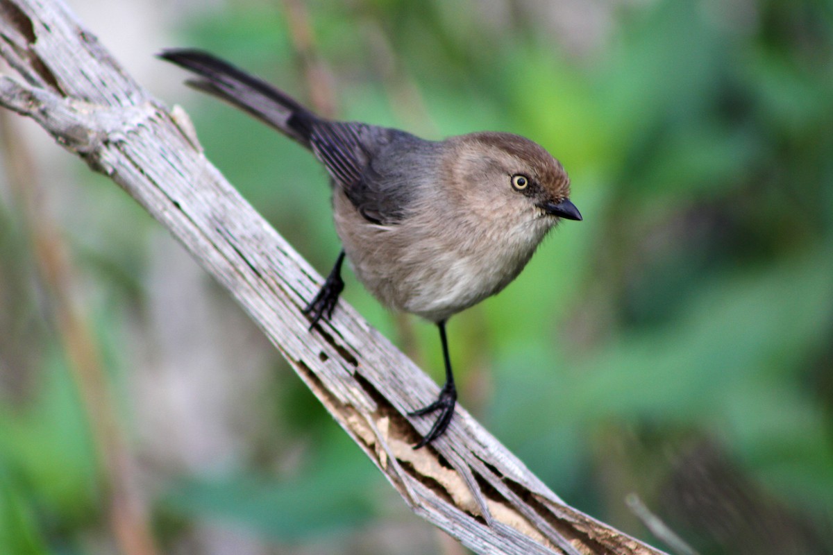 ヤブガラ - ML647541725