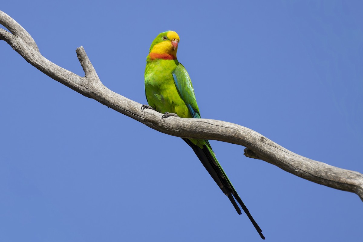 ミカヅキインコ - ML647541727