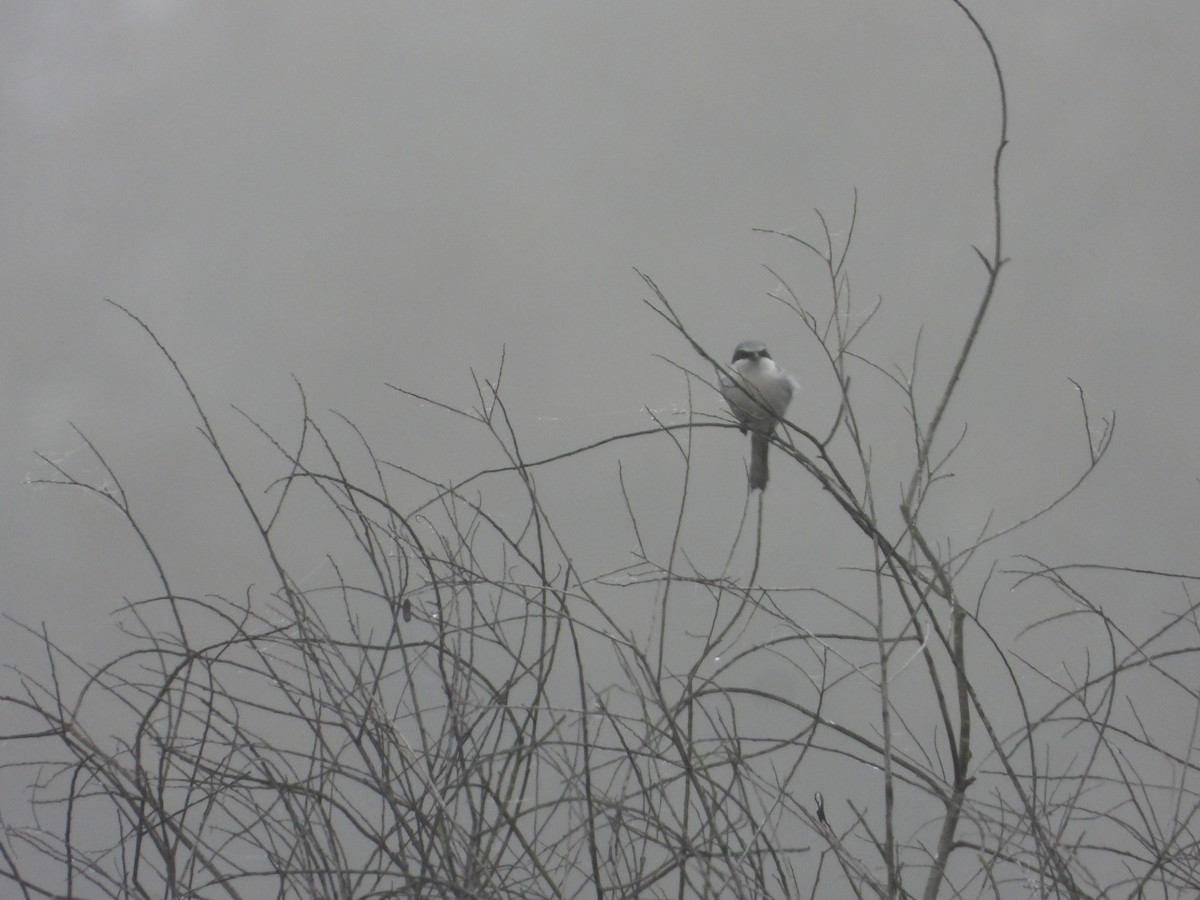 アメリカオオモズ - ML647541734