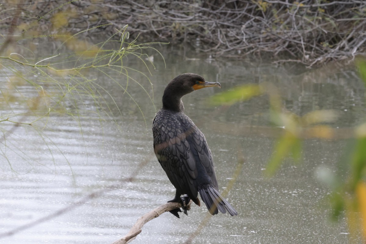 ミミヒメウ - ML647541736